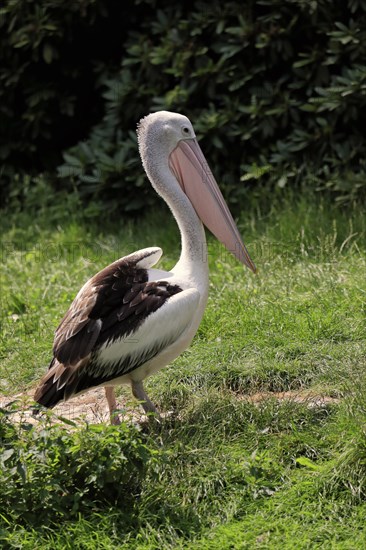 American white pelican (Pelecanus erythrorhynchos), on ground, captive, USA, North America