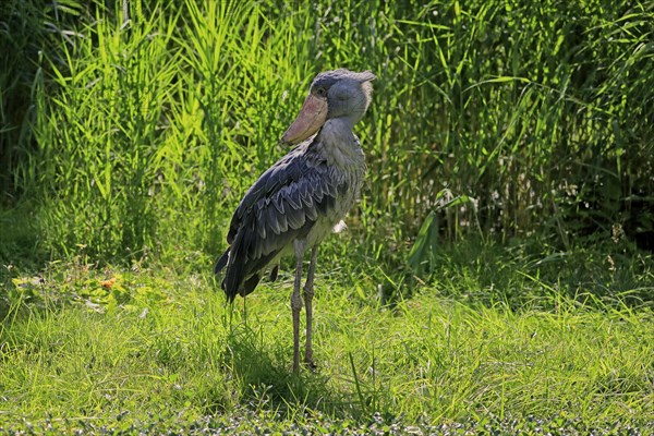 Shoebill (Balaeniceps rex), adult, foraging, captive