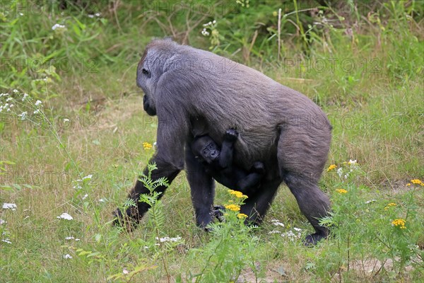 Western gorilla (Gorilla gorilla), adult, female, mother, young animal, baby, social behaviour, running, captive, western Africa