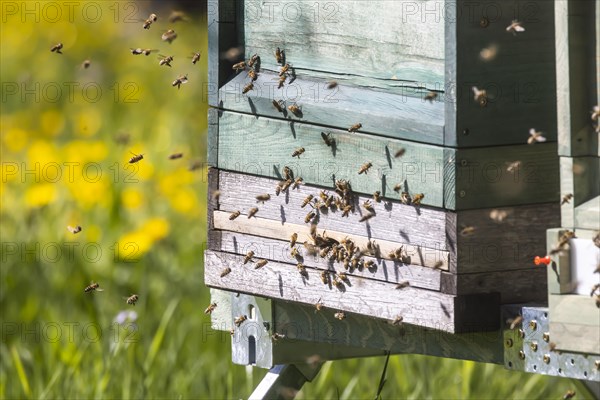 Beehive with flying bees, spring in the Swabian Alb, Weilheim an der Teck, Baden-Wuerttemberg, Germany, Europe