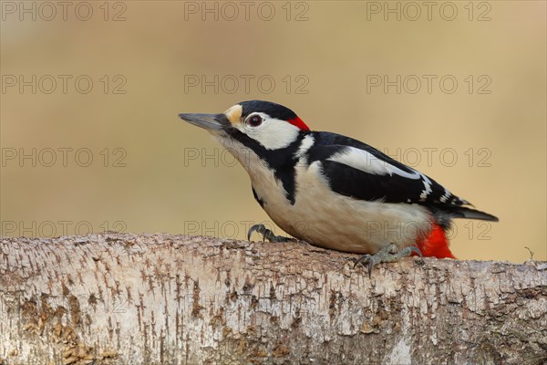 Great spotted woodpecker (Dendrocopos major) male sitting on the trunk of a fallen Birch, Animals, Birds, Woodpeckers, Wilnsdorf, North Rhine-Westphalia, Germany, Europe