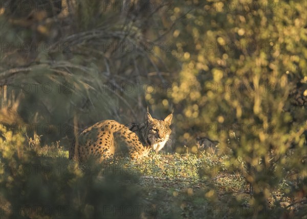 Pardell Lynx female, Iberian Lynx (Lynx pardinus), Extremadura, Castilla La Mancha, Spain, Europe