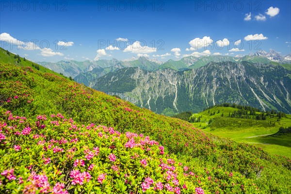 Alpine rose blossom, panorama from Fellhorn, behind it the Allgaeu Alps, Allgaeu, Bavaria, Germany, Europe