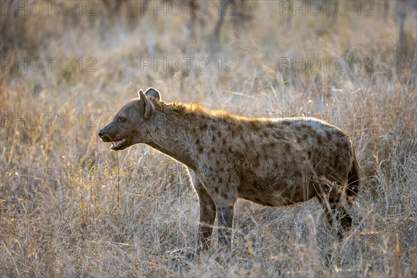 Spotted hyenas (Crocuta crocuta), adult female animal in high grass in the evening light, Kruger National Park, South Africa, Africa
