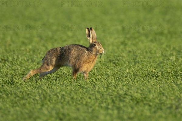 European brown hare (Lepus europaeus) adult animal feeding in a farmland cereal field, England, United Kingdom, Europe