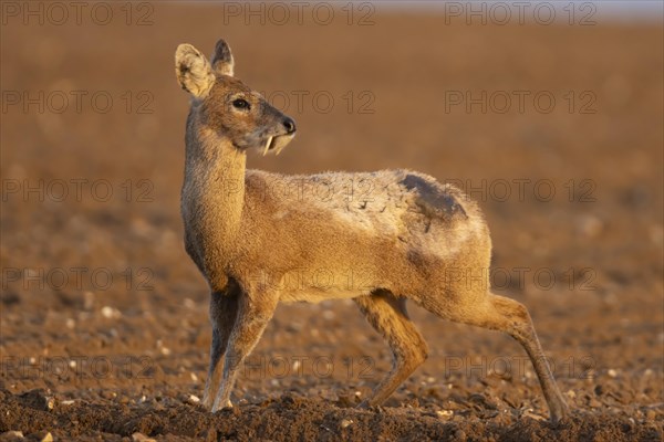 Chinese water deer (Hydropotes inermis) adult animal standing in a ploughed farmland field, England, United Kingdom, Europe