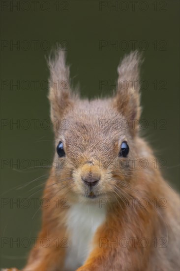 Red squirrel (Sciurus vulgaris) adult animal head portrait, Yorkshire, England, United Kingdom, Europe