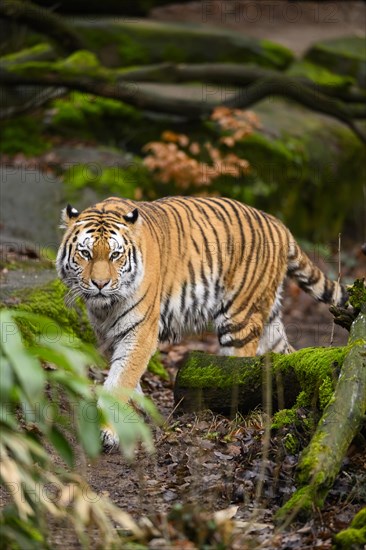 Siberian tiger or Amur tiger (Panthera tigris altaica) sneaking through the forest, captive, habitat in Russia