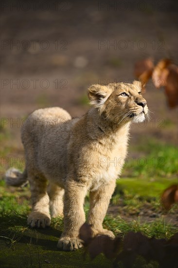 Asiatic lion (Panthera leo persica) cub standing in the sunlight, captive, habitat in India