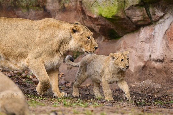 Asiatic lion (Panthera leo persica) lioness with her cub, captive, habitat in India