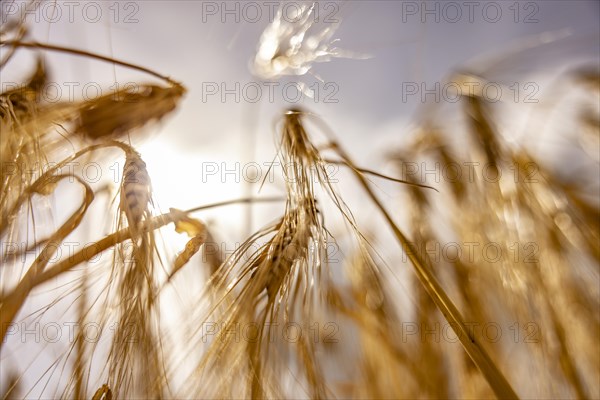 Golden, light-flooded barley field with breaking sunbeams and dramatic clouds in the sky from a frog's-eye view, Cologne, North Rhine-Westphalia, Germany, Europe