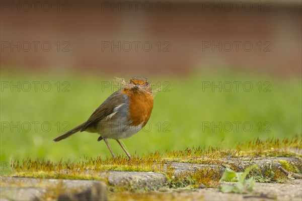 European robin (Erithacus rubecula) adult bird with nesting material in its beak on a garden patio, England, United Kingdom, Europe