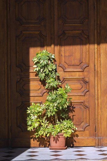 Green plant in terracotta planter in front of wooden entrance door at St-Peter's Church, Jaffa, Israel, Asia