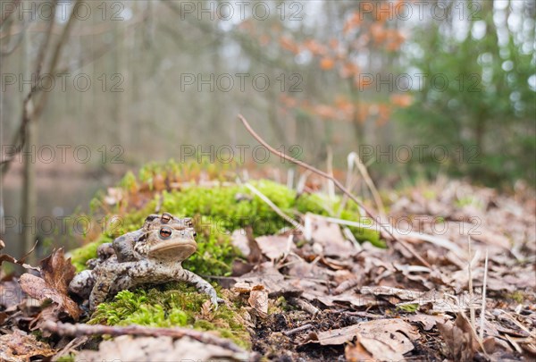 Two mating Common toads (Bufo Bufo), male, female animal, pair on moss, migration to spawning water, clutch (Amplexus axillaris), well camouflaged between old leaves, forest and spawning water in the background, spring migration, amphibian migration, toad migration, species protection, mating, mating behaviour, sex, reproduction, couple, behaviour, piggyback, carry, double-decker, transport, embrace, camouflage, camouflage colour, macro shot, close-up, Bockelsberg ponds, Lueneburg, Lower Saxony, Germany, Europe