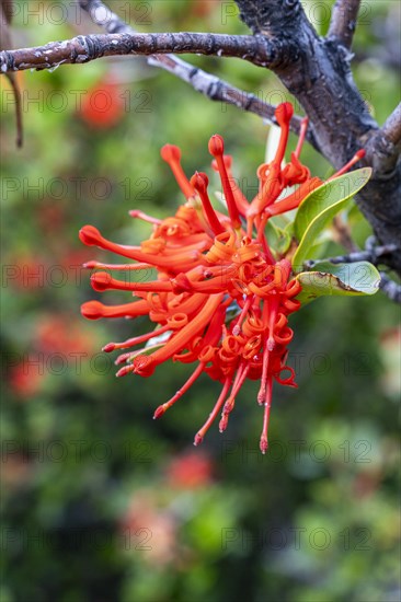 Chilean fire bush (Embothrium coccineum), blooming in Torres del Paine, Hike to Ferrier lookout, Torres de Paine, Magallanes and Chilean Antarctica, Chile, South America