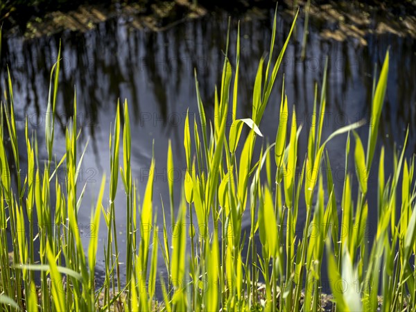 Grasses at a ditch at the natural beach Hilgenriedersiel at the North Sea coast in East Frisia, Hilgenriedersiel, Lower Saxony, Germany, Europe