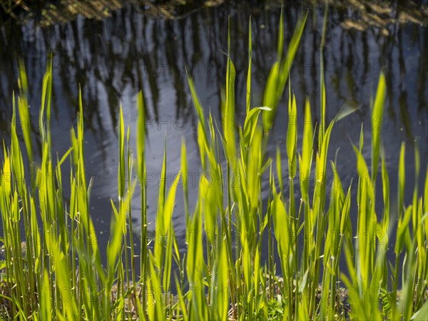 Grasses at a ditch at the natural beach Hilgenriedersiel at the North Sea coast in East Frisia, Hilgenriedersiel, Lower Saxony, Germany, Europe