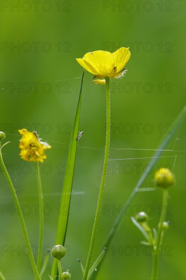 Tall buttercups with spinning threads, spring, Germany, Europe