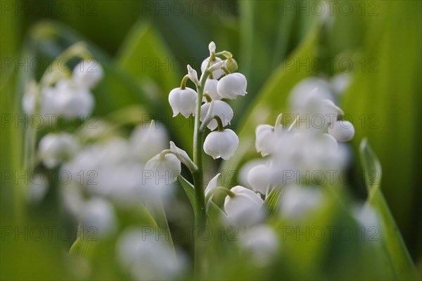 Lily of the valley, Germany, Europe