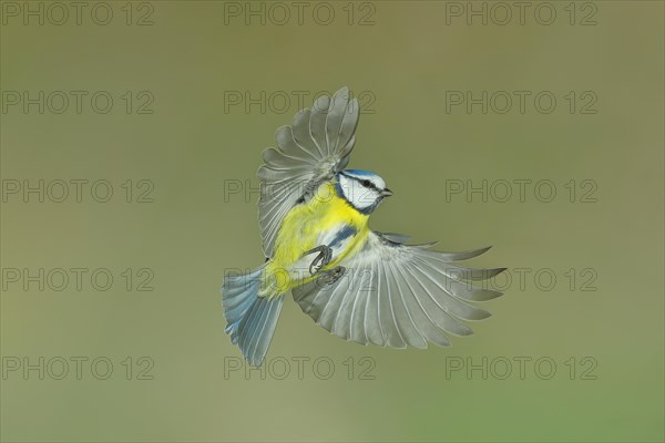 Blue tit (Parus caeruleus) in flight, flight photo, high speed flight photo Wilnsdorf, North Rhine-Westphalia, Germany, Europe