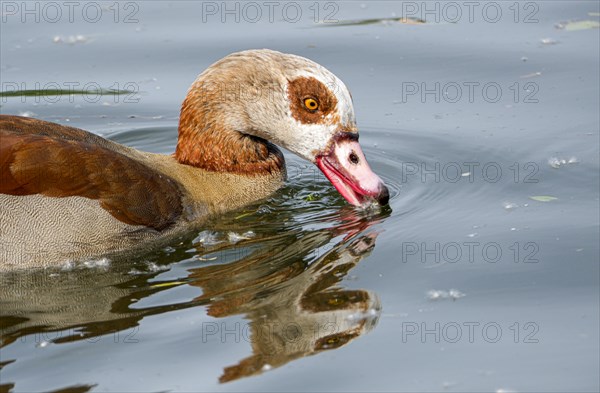 Egyptian geese (Alopochen aegyptiaca) in the River Main, Offenbach am Main, Hesse, Germany, Europe