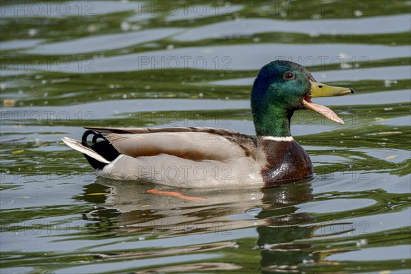 Male Mallard (Anas platyrhynchos) with open beak on the River Main, Offenbach am Main, Hesse, Germany, Europe
