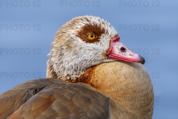 Egyptian geese (Alopochen aegyptiaca), head, portrait, on the banks of the Main, Offenbach am Main, Hesse, Germany, Europe