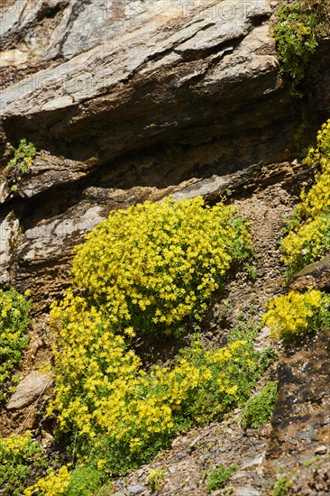 Yellow mountain saxifrage (Saxifraga aizoides) blooming in the mountains at Hochalpenstrasse, Pinzgau, Salzburg, Austria, Europe