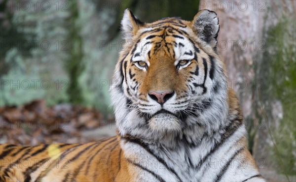 Siberian tiger (Panthera tigris altaica), portrait, occurrence in eastern Russia, captive, Germany, Europe