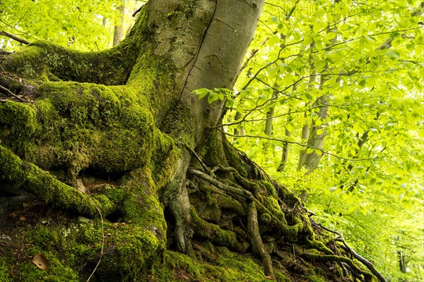 Trunk and root system of a Beech in a mixed forest. Neckargemuend, Kleiner Odenwald, Baden-Wuerttemberg, Germany, Europe