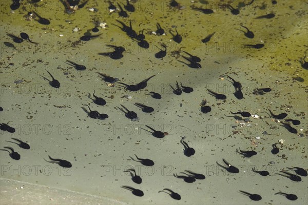 Tadpoles in a pond, April, Germany, Europe