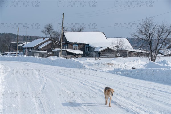 Winter time. Image of dog runs through village in daytime