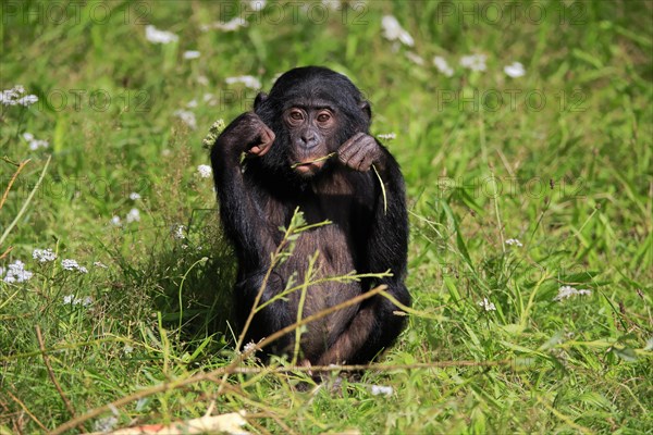 Bonobo, bonobo (Pan Paniscus), young animal, feeding, sitting, meadow, Great ape, Primate, chimpanzee, captive