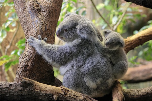 Koala (Phascolarctos cinereus), adult with young animal on back, on tree, alert, captive, Australia, Oceania