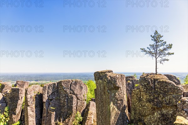 Pine tree growing on a crag with a beautiful landscape view to the horizon a sunny day, Billingen, Skoevde, Sweden, Europe