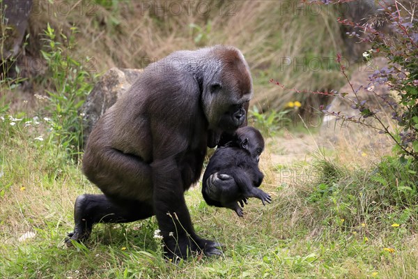 Western gorilla (Gorilla gorilla), adult, female, mother, young animal, baby, social behaviour, running, captive, western Africa