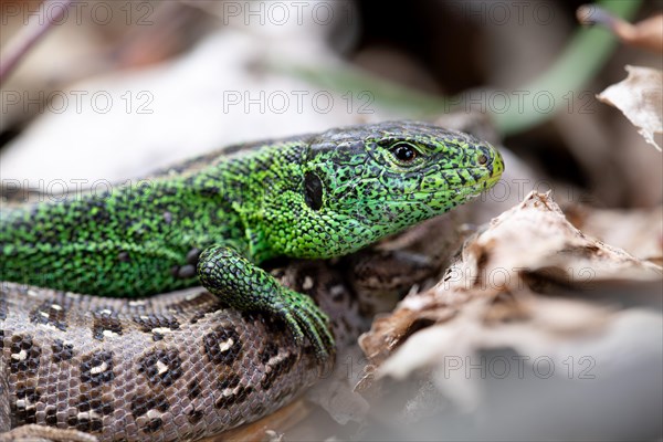 Sand lizard (Lacerta agilis), male on female animal in close-up, Wahner Heide nature reserve, North Rhine-Westphalia, Germany, Europe