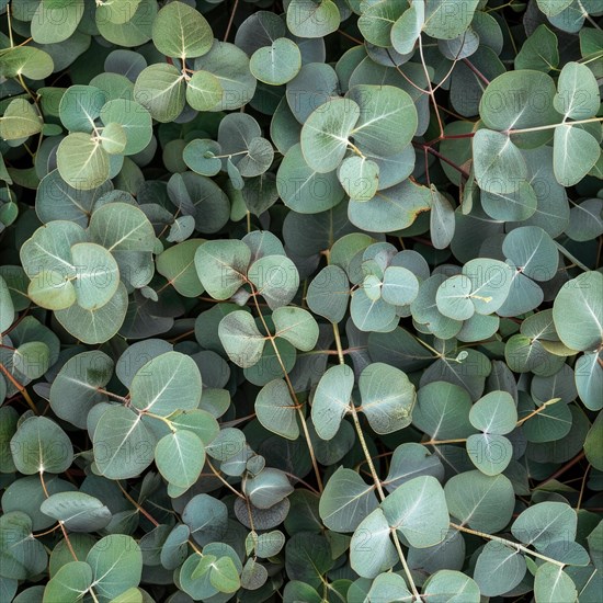 Seamless pattern of eucalyptus leaves AI generated