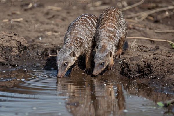 Two Banded Mongooses drinking water from lake. KI generiert, generiert, AI generated