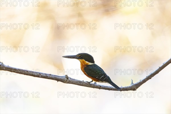 Two-coloured Kingfisher (Chloroceryle india) Pantanal Brazil