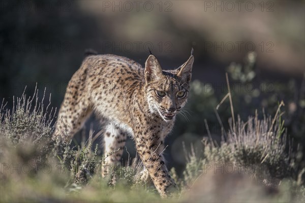 Iberian lynx young animal, Iberian lynx (Lynx pardinus), Extremadura, Castilla La Mancha, Spain, Europe