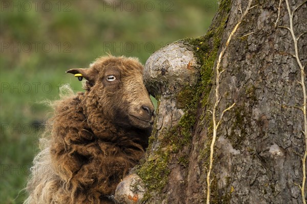 Portrait of a brown sheep scratching itself on a tree trunk