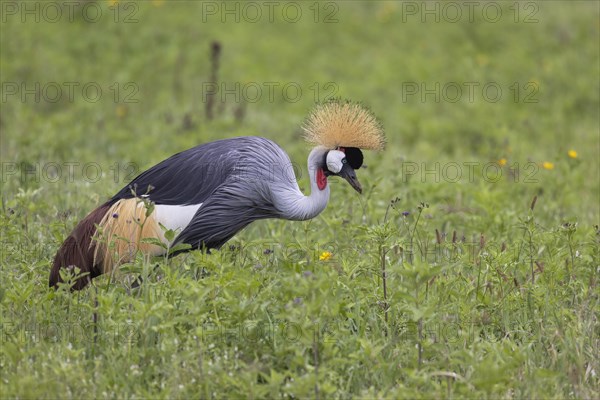 Crowned crane (Balearica regulorum), Ngorongoro Crater, Tanzania, Africa