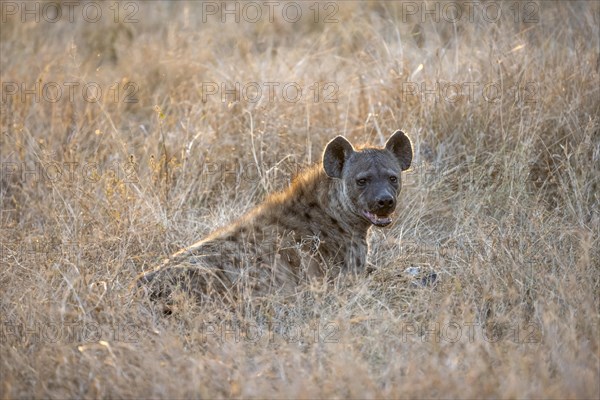 Spotted hyenas (Crocuta crocuta), adult female animal sitting in high grass in the evening light, Kruger National Park, South Africa, Africa