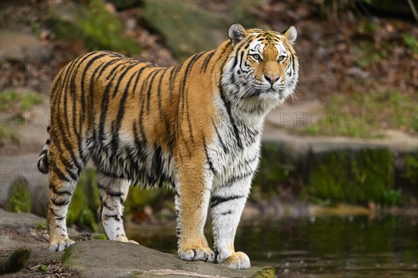 Siberian tiger or Amur tiger (Panthera tigris altaica) standing at the shore of a lake, captive, habitat in Russia