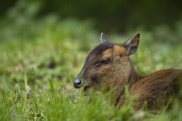 Muntjac deer (Muntiacus reevesi) adult animal sitting in grassland, Norfolk, England, United Kingdom, Europe