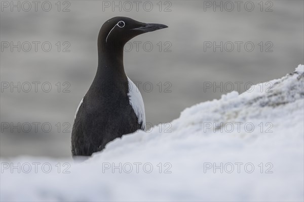 Common guillemot (Uria aalgae), iRingellumme, in the snow, Hornoya, Hornoya, Varangerfjord, Finmark, Northern Norway