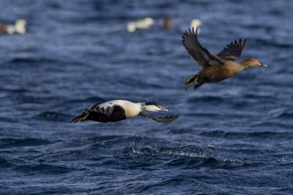 Common eiders (Somateria mollissima), male and female animals, take off from the sea, Varangerfjord, Finmark, Northern Norway