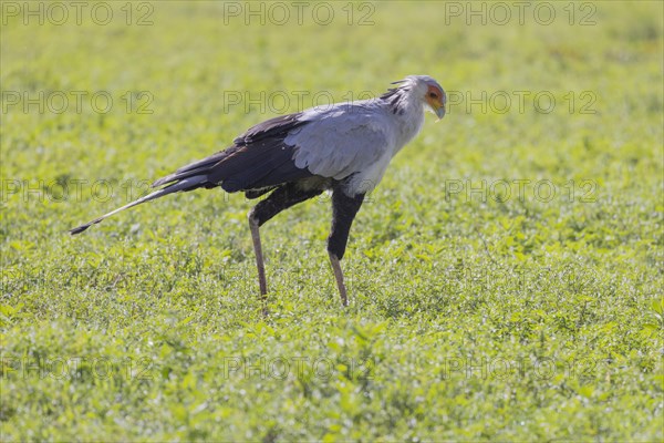 Secretary bird (Sagittarius serpentarius), Ngorongoro Crater, Tanzania, Africa