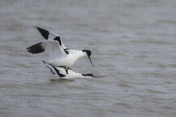 Pied avocet (Recurvirostra avosetta) two adult birds mating in a lagoon, England, United Kingdom, Europe